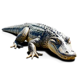 Alligator Sunbathing PNG Drg PNG