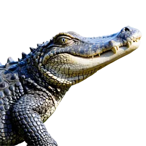 Alligator Sunbathing Png Gfn22 PNG image