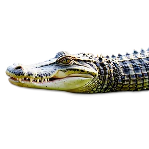 Alligator Swimming PNG 05212024