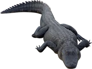 Alligator Top View Transparent Background