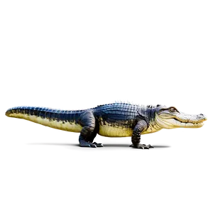 Alligator Walking PNG 70