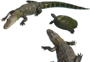 Alligatorsand Turtle Aquatic Reptiles