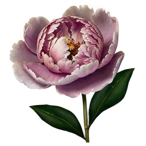 Alluring Peony Png 06252024 PNG image