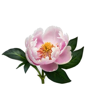 Alluring Peony Png Tml15 PNG image