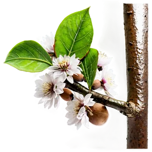 Almond Branch PNG 20 PNG
