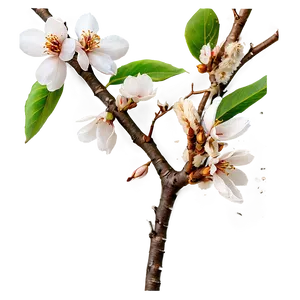 Almond Branch PNG Fxg37 PNG