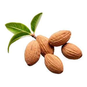 Almond Branch PNG Xlt78 PNG