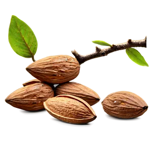 Almond Drawing PNG 30