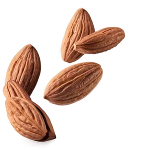 Almond Drawing PNG Cvg23 PNG