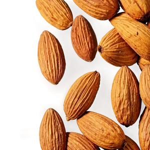Almond Harvest PNG 05242024 PNG