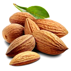 Almond Illustration PNG 05242024