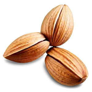Almond Illustration PNG 05242024