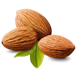 Almond Illustration PNG Dpi30 PNG