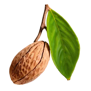 Almond In Shell PNG Tbl10 PNG
