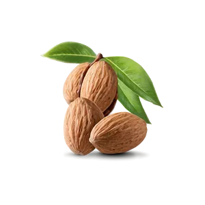Almond Nut PNG 56