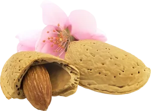 Almond Nutand Blossom