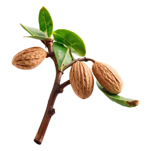 Almond Plant PNG 4 PNG