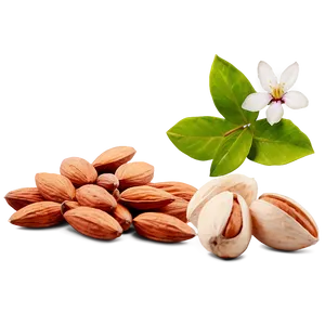 Almond Set PNG 05242024 PNG