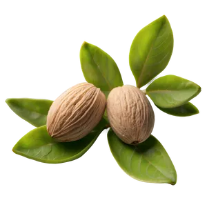 Almond Sprout PNG Rox PNG