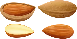 Almond Stages Illustration