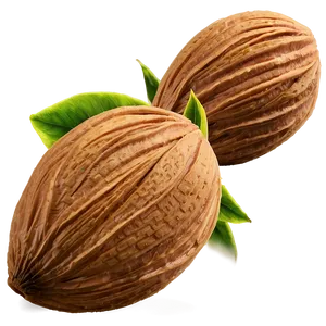 Almond Texture PNG 05242024