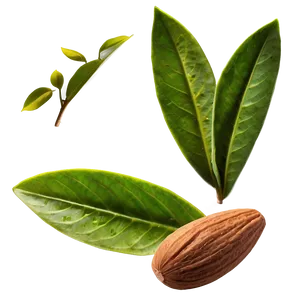 Almond With Leaf PNG 05242024
