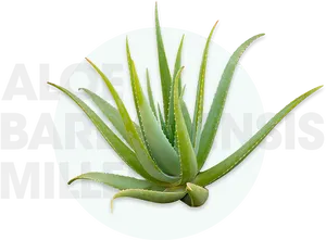 Aloe Barbadensis Miller Plant PNG image