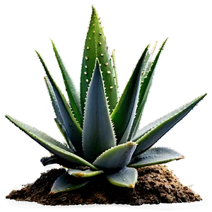 Aloe Succulent PNG 05242024
