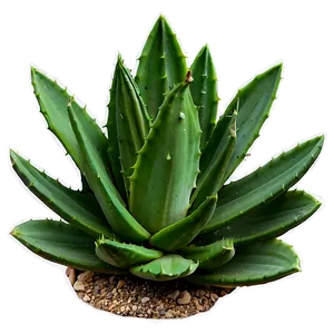 Aloe Succulent PNG 05242024