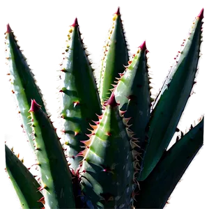 Aloe Succulent Png Guo45 PNG image