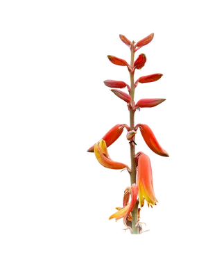 Aloe Vera Blooming Against Black Background