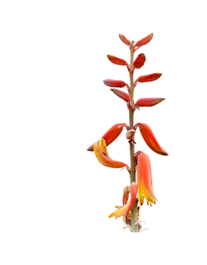 Aloe Vera Blooming Flower