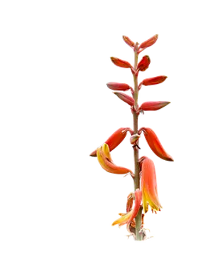 Aloe Vera Blooming Stalk