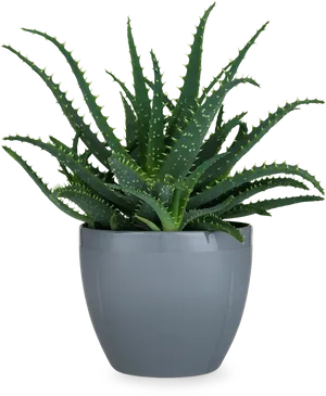 Aloe Vera Plantin Grey Pot PNG image
