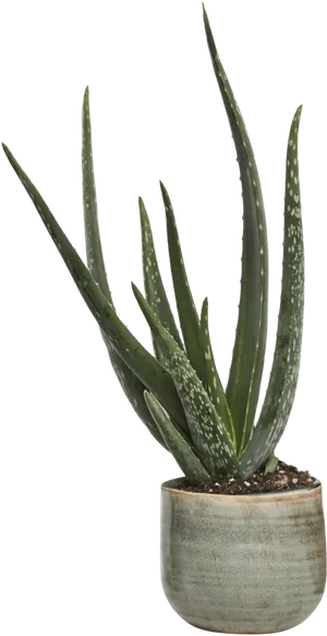 Aloe Vera Plantin Pot PNG image