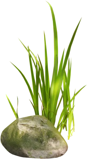 Aloe Vera Planton Rock PNG image