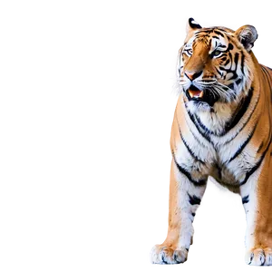 Alpha Tiger Displaying Power PNG 06252024 PNG