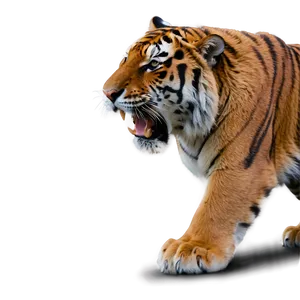 Alpha Tiger Displaying Power PNG Bgt PNG