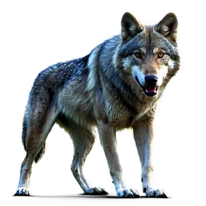 Alpha Wolf In Action Png Jlg PNG image