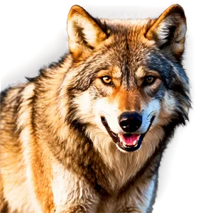 Alpha Wolf In Golden Light PNG 06292024