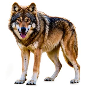 Alpha Wolf In Golden Light PNG Pcy