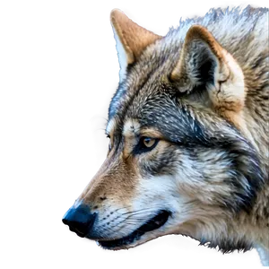 Alpha Wolf Stalking Prey PNG 06292024