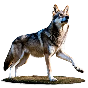 Alpha Wolf Stalking Prey PNG 1