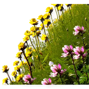 Alpine Wildflowers Panorama Png 06202024 PNG image