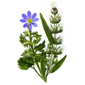 Alpine Wildflowers Panorama Png 48 PNG image