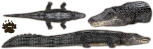 American Alligator Exhibit PNG image