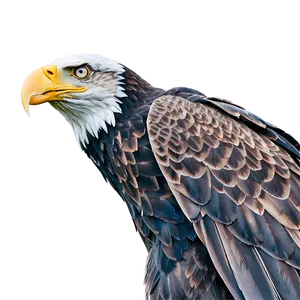 American Eagle And Moon PNG 06122024