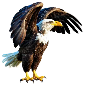 American Eagle B
