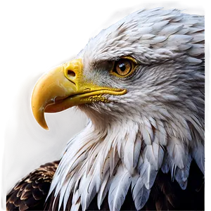 American Eagle Close-up PNG Cjg PNG