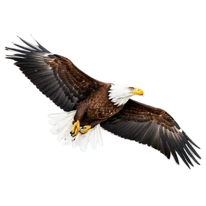 American Eagle Gliding Png 12 PNG image